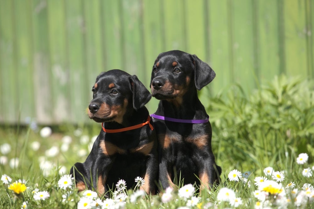 Dois Doberman filhotes juntos em campo florido