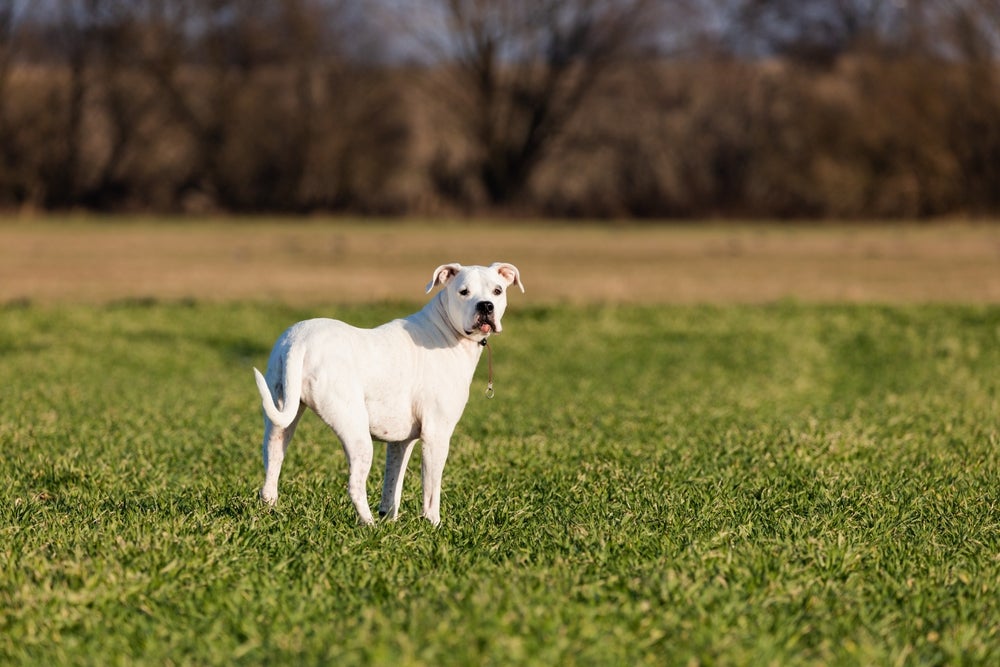 Dogo Argentino no campo olhando para trás