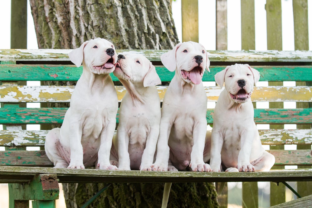 Quatro filhotes de Dogo Argentino juntos em cima de banco
