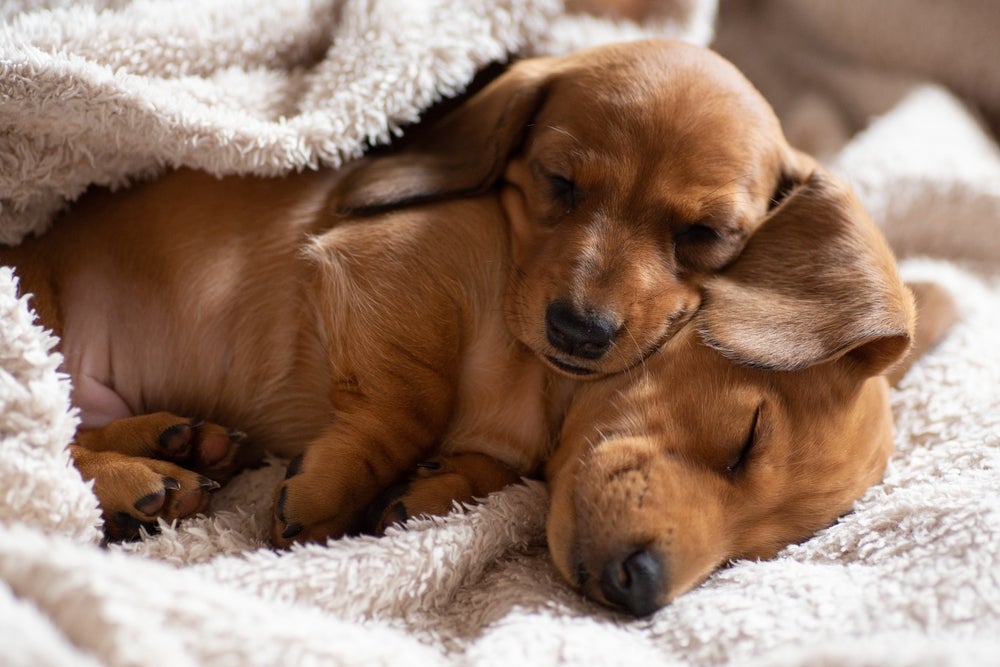 Dois filhotes de Dachshund dormindo juntos