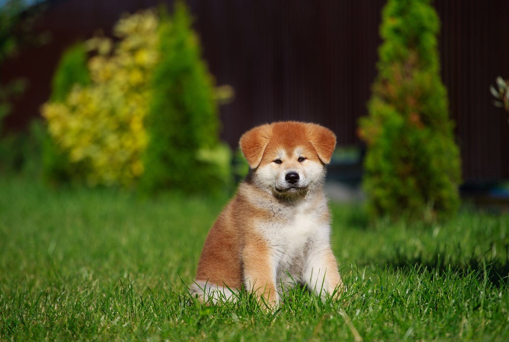 Fotos de filhotes de cachorro Akita sentado no gramado 