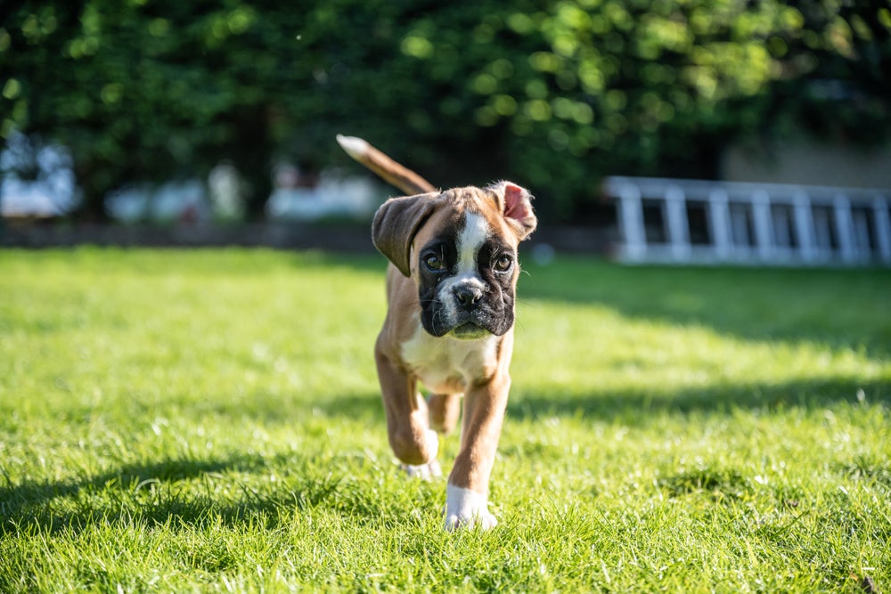 Fotos de filhotes de cachorro Boxer andando no gramado
