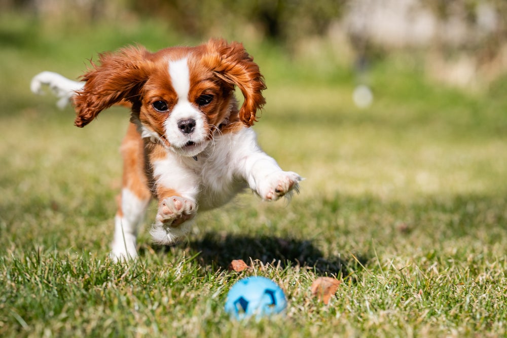 Fotos de filhotes de cachorro Cavalier King correndo atrás de bola