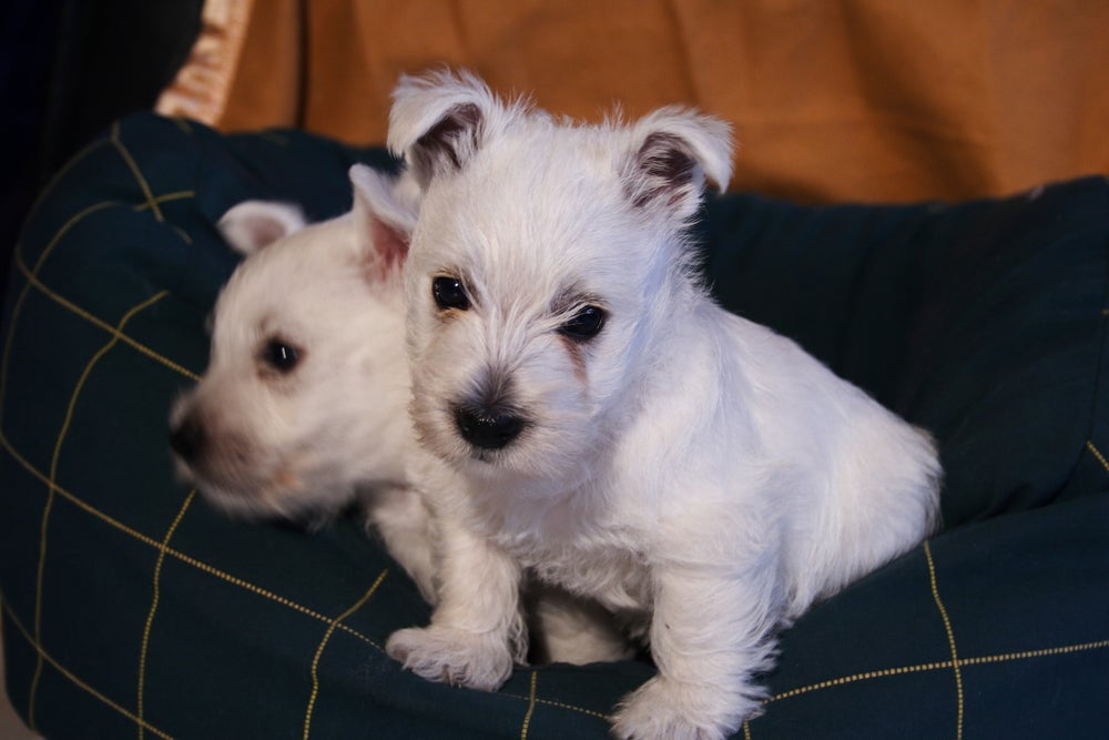 Fotos de filhotes de cachorro West Terrier