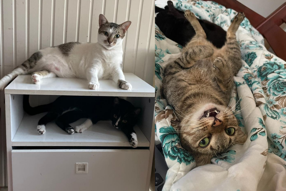 A melhor areia de gato não deve deixar odores 2 gatinhos