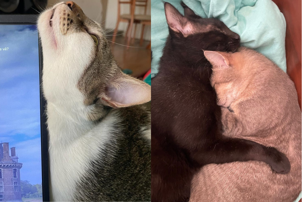 Areia de gato sem cheiro: Carol troca a areia uma vez por semana 2 gatinhos