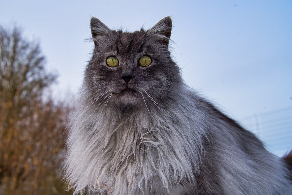 Gato Angorá cinza peludo com céu no fundo