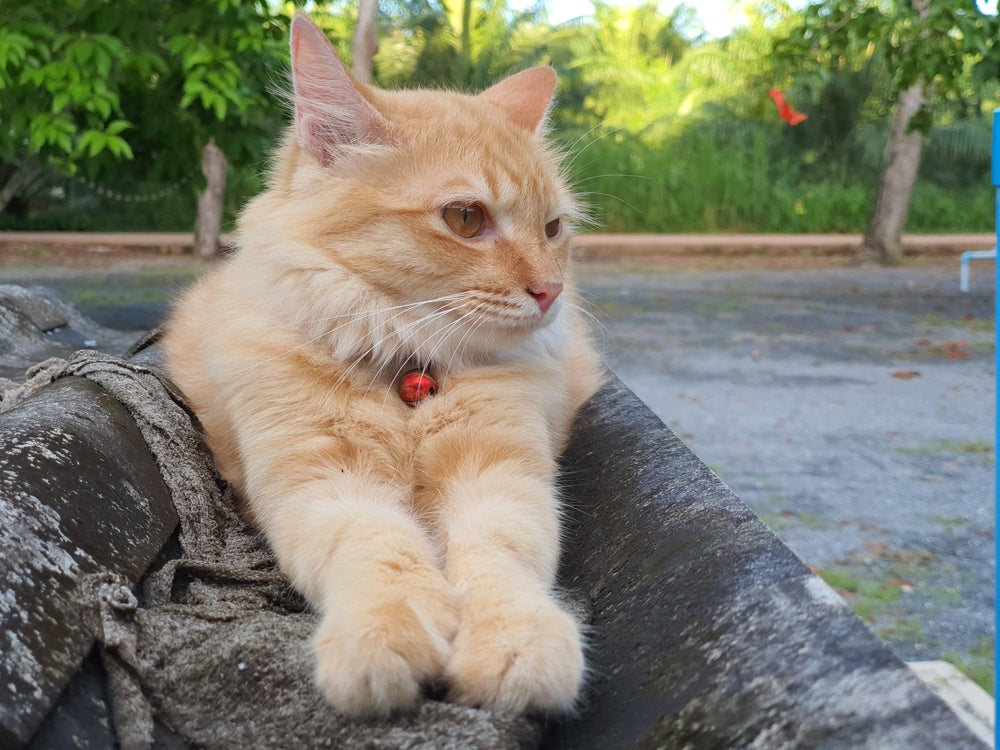 Gato Angorá amarelo deitado em banco ao ar livre