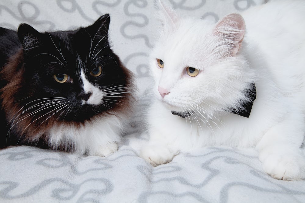 Dois gatinhos Angorá juntos, um branco e um preto