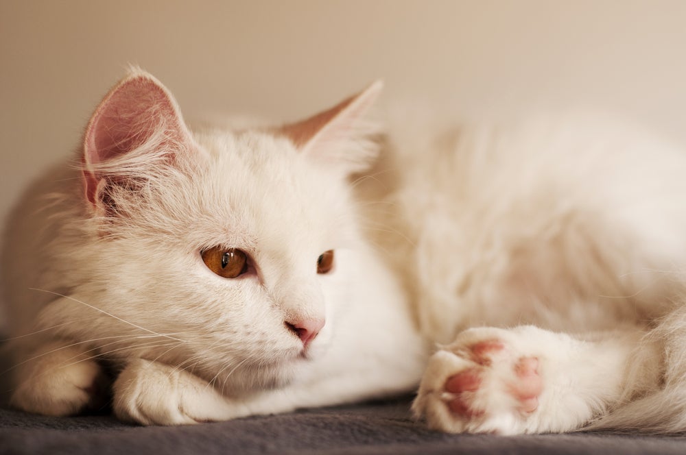 Raça de gato Angorá branca deitada
