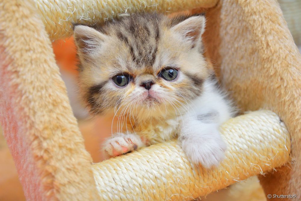 Gato Persa filhote atrás de escada