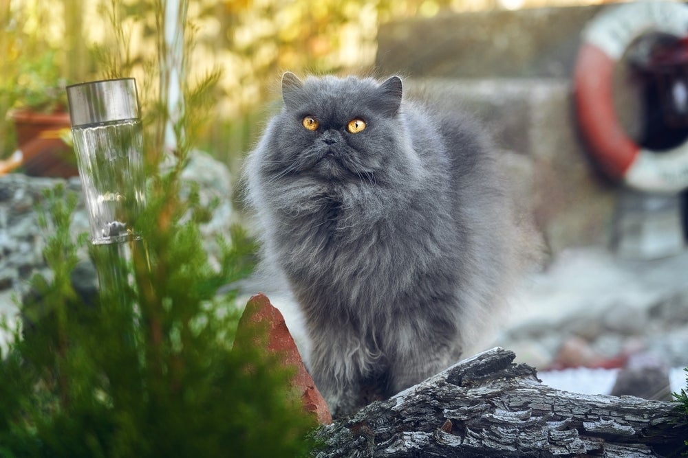 Gato Persa cinza andando pela rua