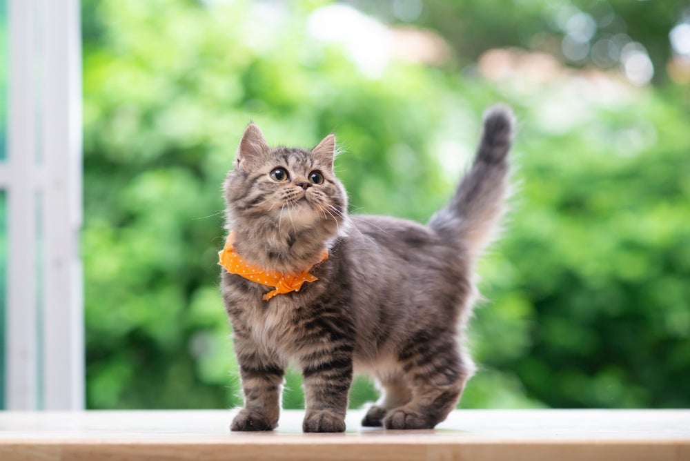 Gato Persa  com coleira laranja passeando