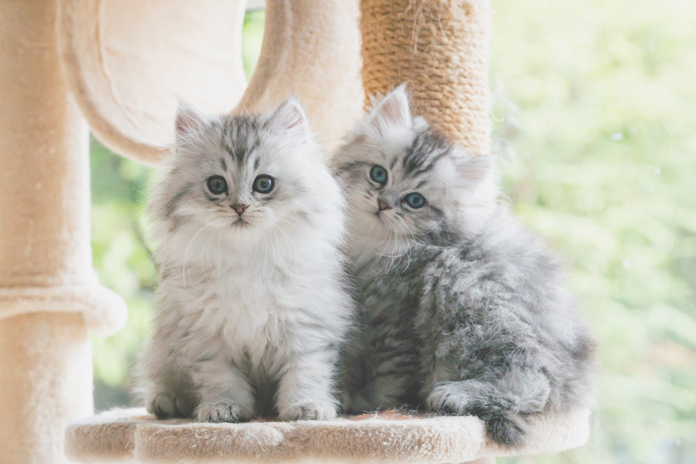 Dois filhotes de Gato Persa em cima de móvel