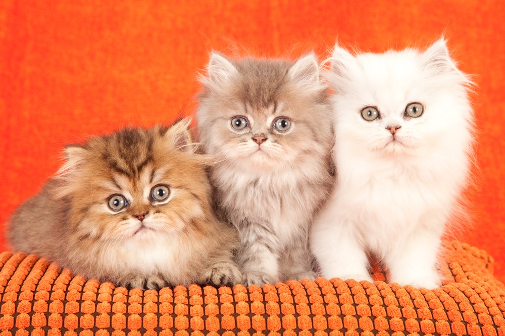 Três filhotes de Gato Persa lado a lado