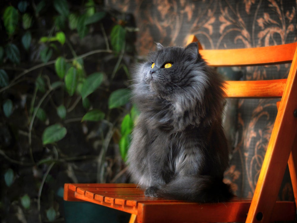 Gato Persa cinza em cima de cadeira