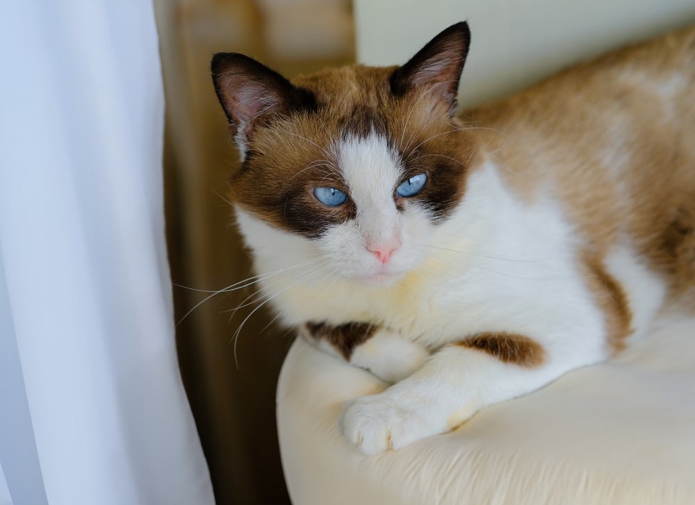 Gato Snowshoe tudo sobre a raça de olhos azuis