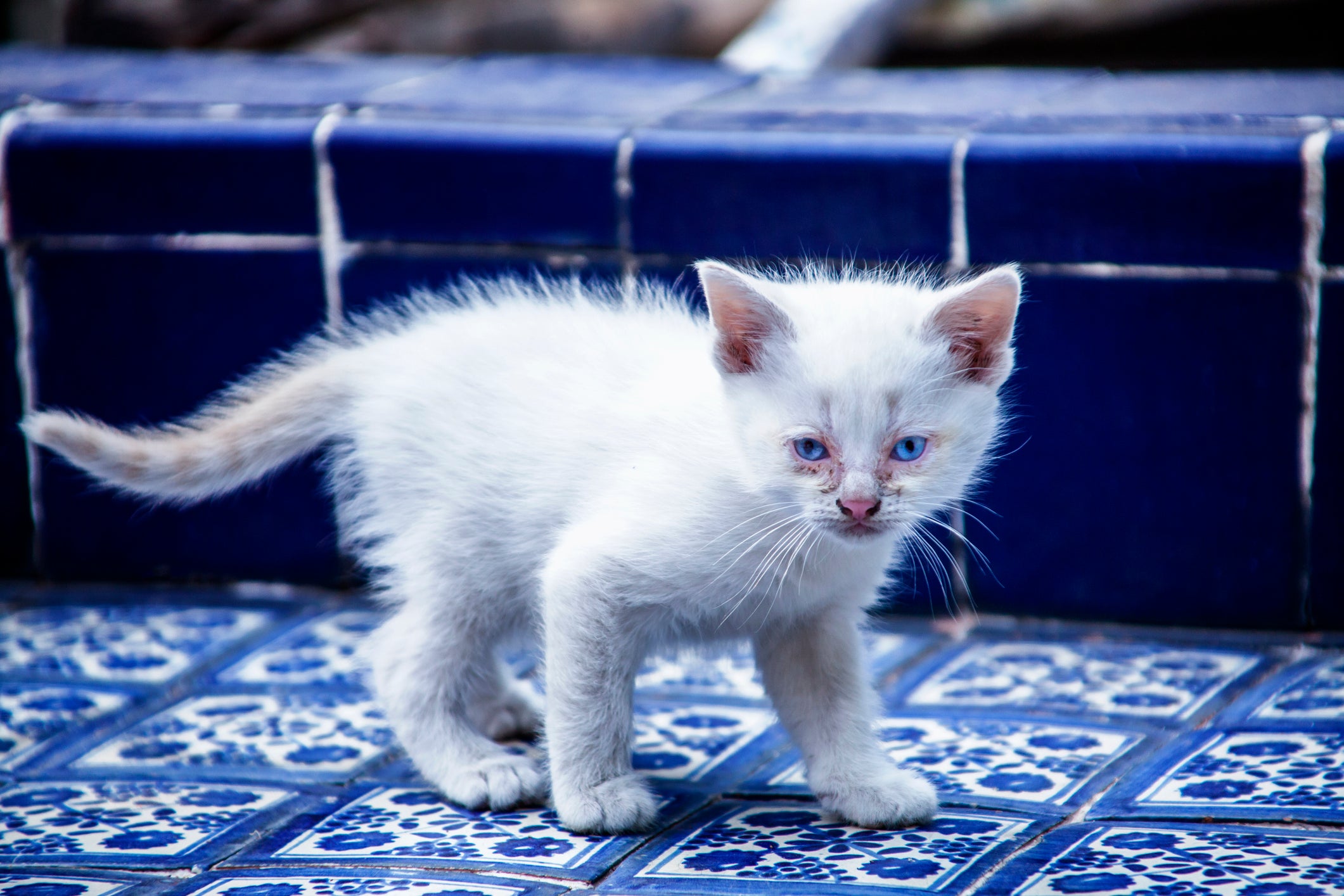Gato Snowshoe filhote branquinho em pé