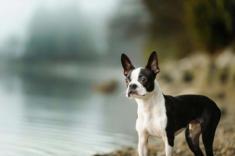 O cão Boston Terrier pode até parecer marrento, mas quem conhece sabe que essa é uma raça super carinhosa