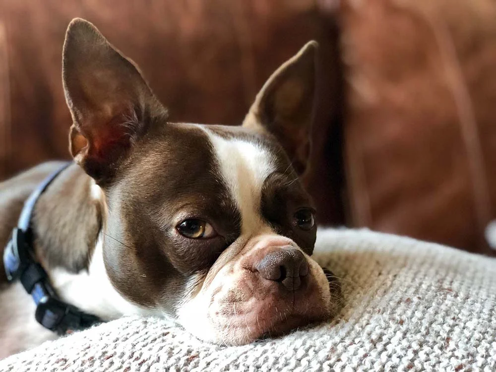 As orelhas, focinho e olhos do Boston Terrier precisam de alguns cuidados