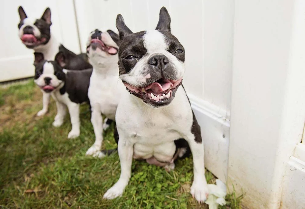 Cão Boston Terrier: como resistir a tanta alegria em uma única foto?