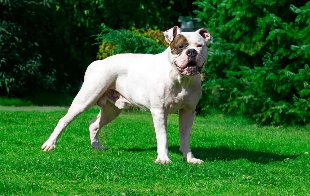  Bulldog Americano é o maior de todos, e tem um porte bem atlético