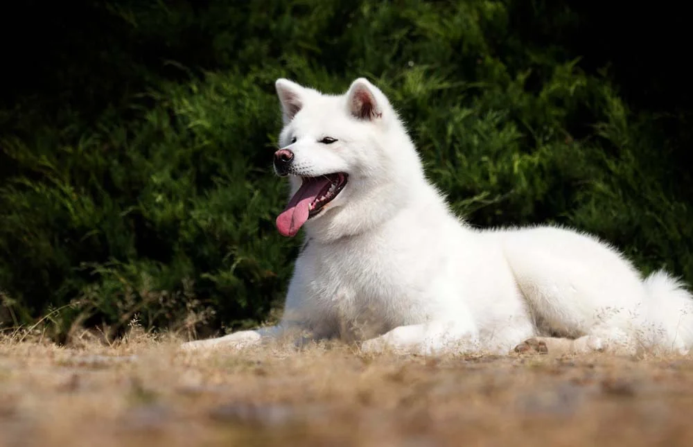 O Akita branco é uma das variações de pelos dessa raça de cachorro grande