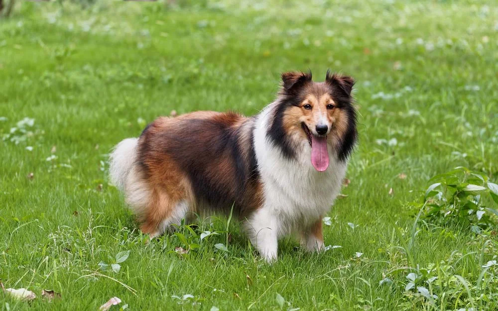 Já o Pastor-de-shetland é um cachorro pequeno: a raça costuma ficar entre 6 e 11 kg