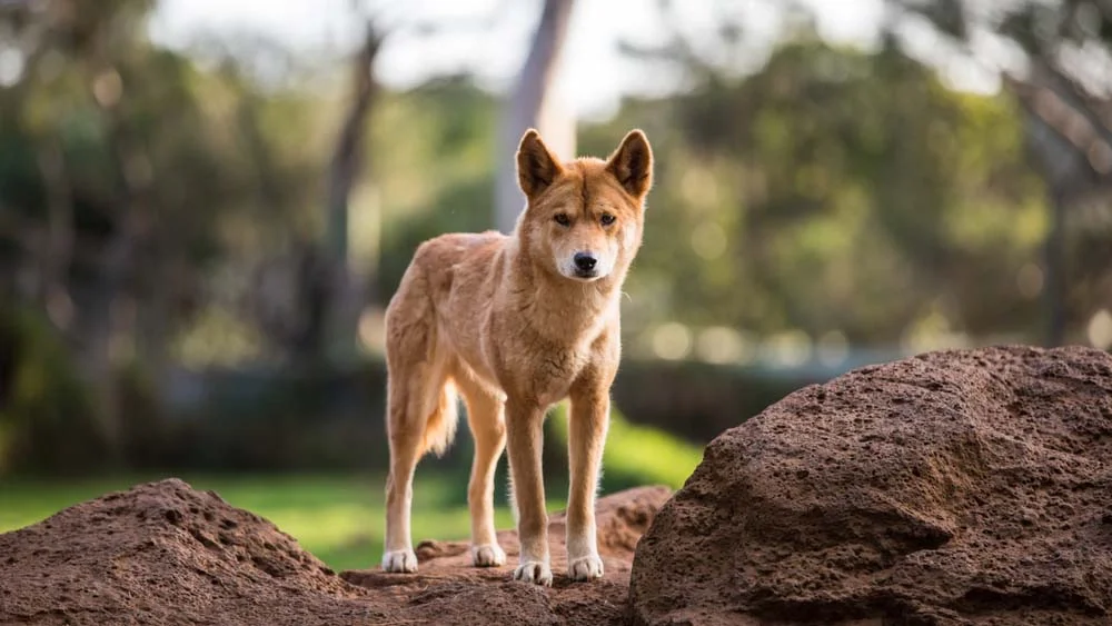 Não se engane com a cara fofa do Dingo: o cão selvagem australiano pode ser bem perigoso