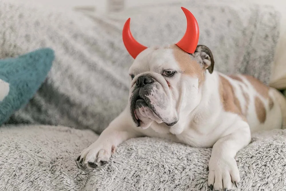 O diabinho é a fantasia de cachorro ideal para aqueles cães mais agitados