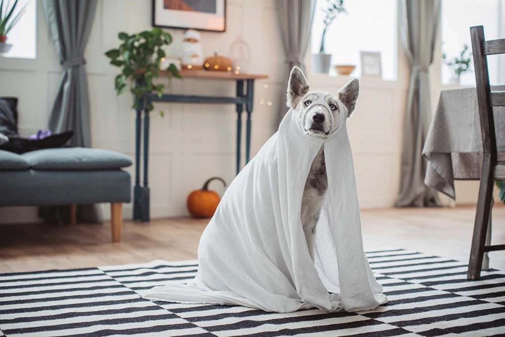 A fantasia para cachorro de fantasma é a cara do Halloween e a mais fácil de produzir
