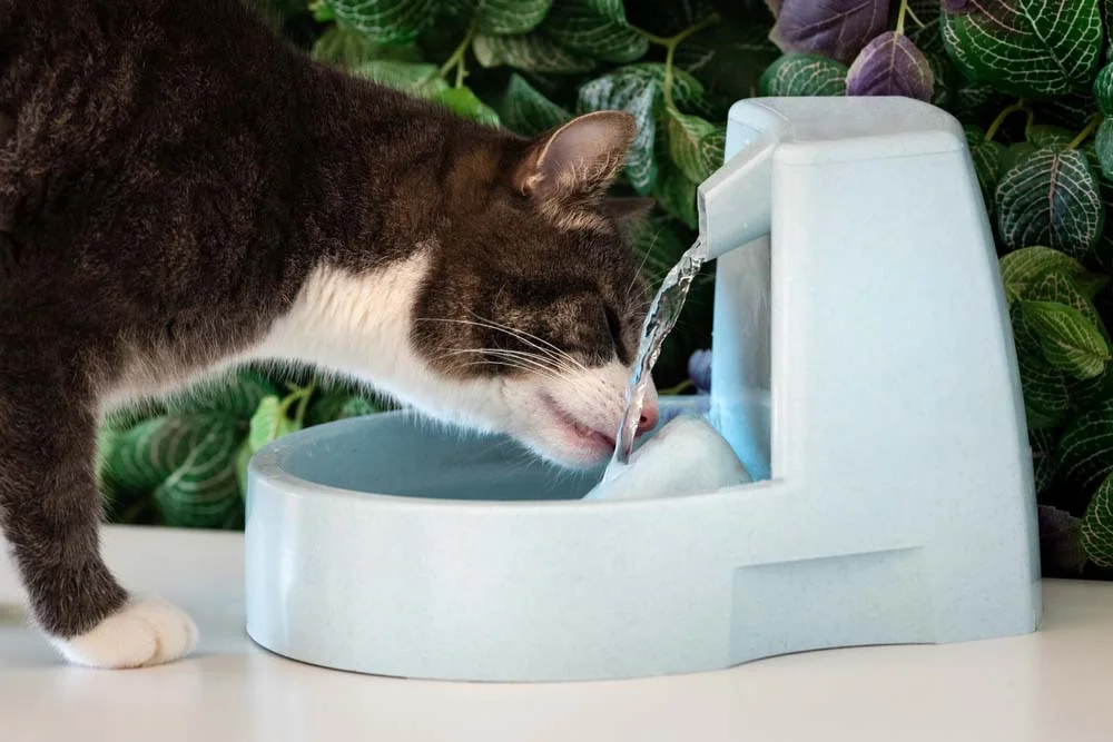 É importante fazer com que o gato beba água, mas em pouca quantidade para não piorar o quadro