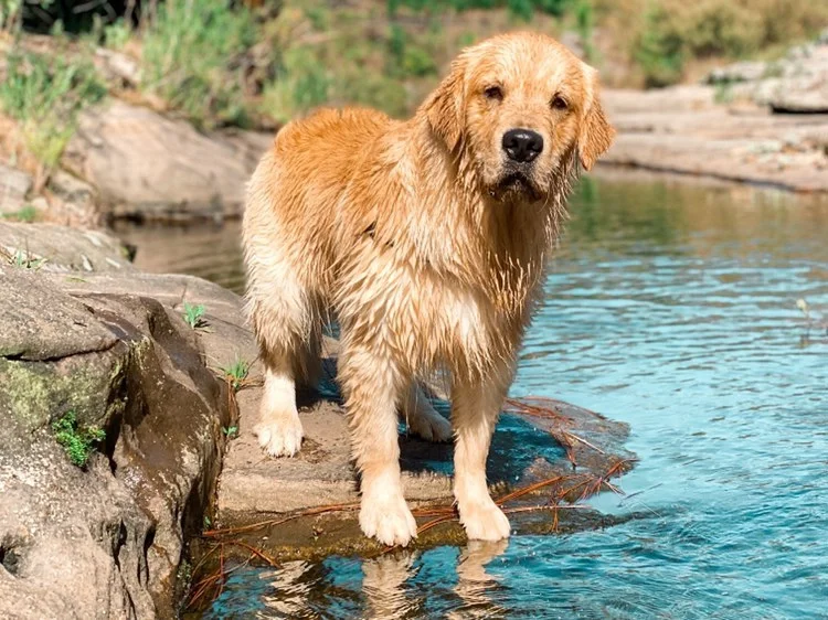 O contato com a natureza faz muito bem para os cachorro. O Bento adora entrar na água!