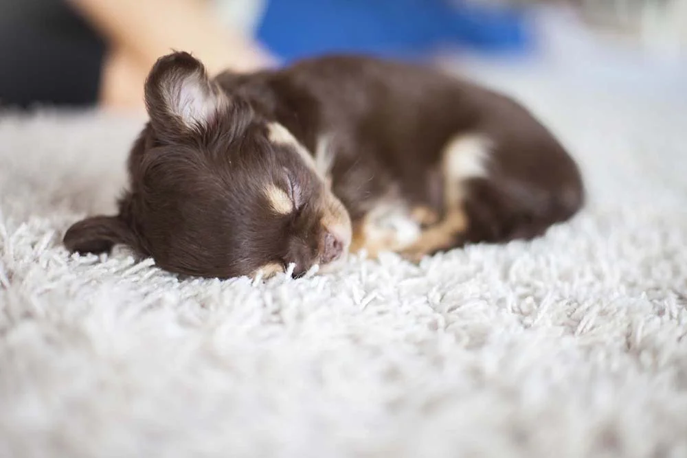 Filhote de Chihuahua dormindo