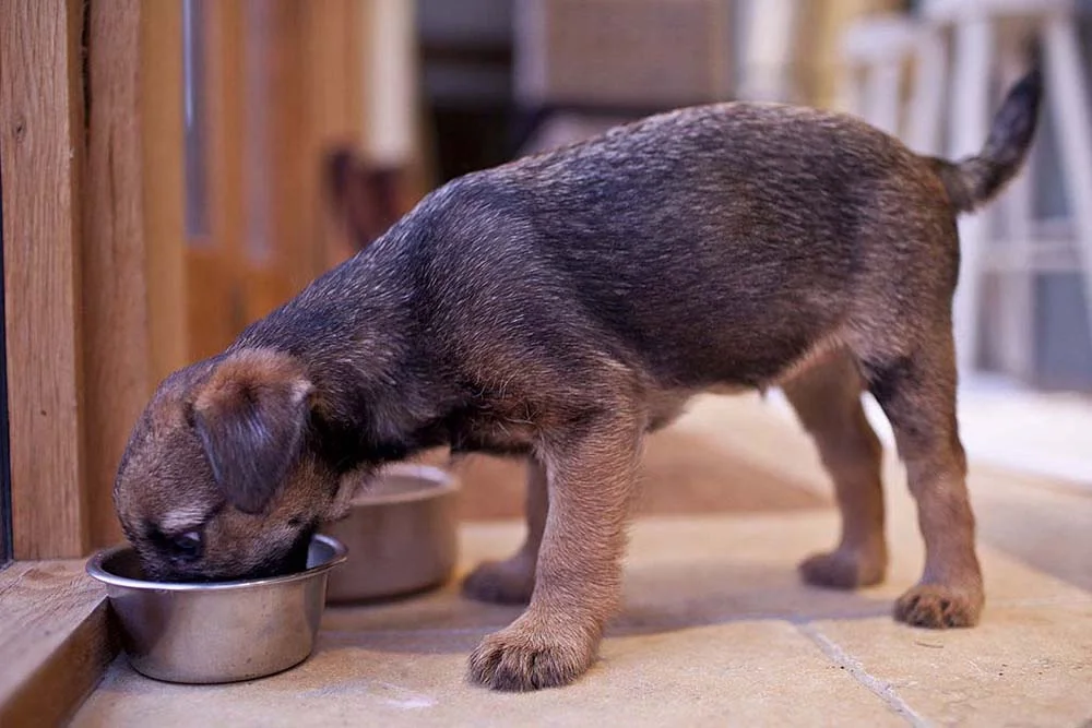 Existem muitos alimentos naturais que podem aumentar a imunidade do cachorro