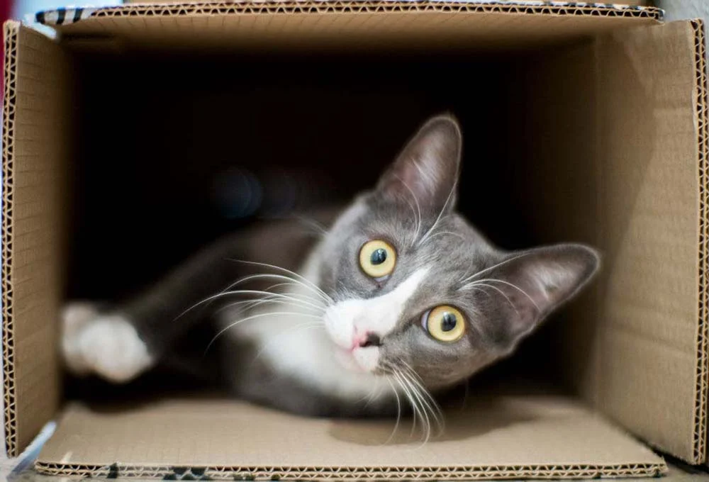 Caixa de papelão: para gatos é significado de pura diversão