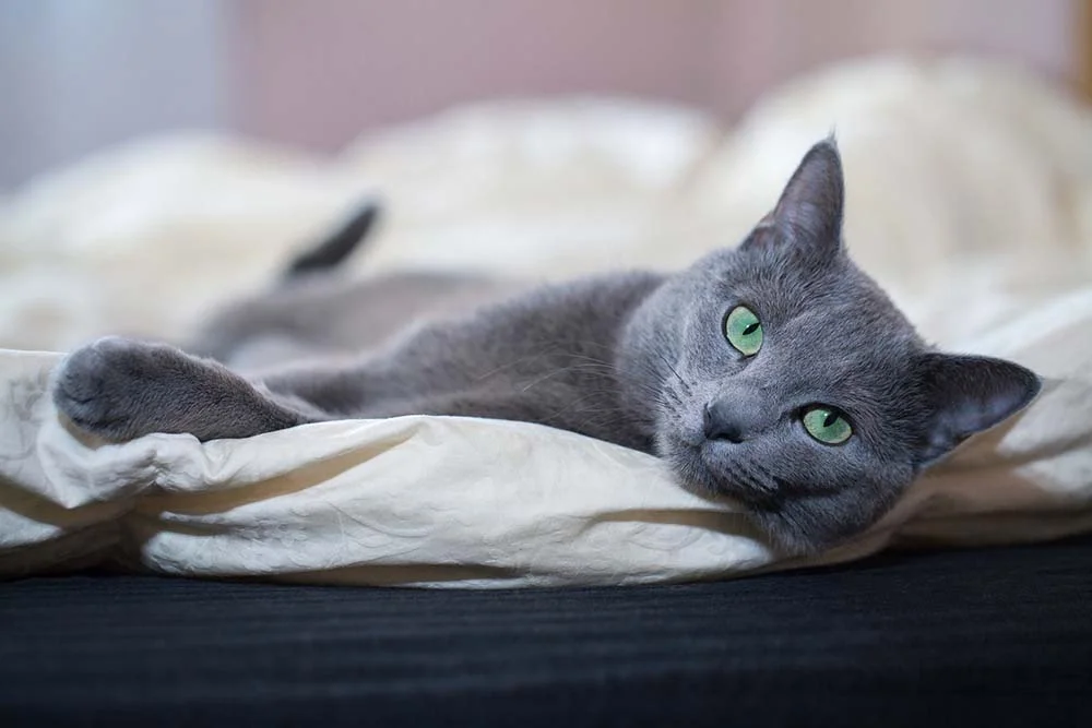 Fotos de gato Azul vão te fazer querer adotar esse felino fofo, simpático e carinhoso!