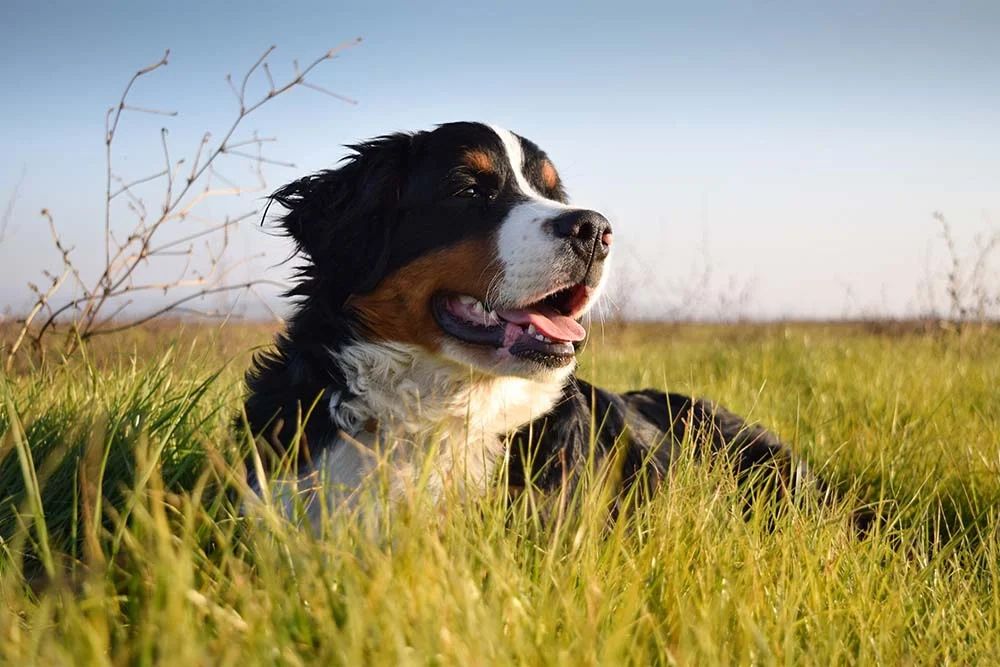 Bernese Mountain Dog: essa raça ama brincar ao ar livre