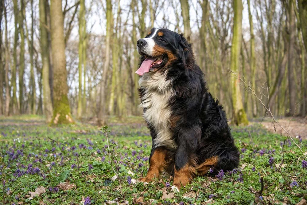 O Boiadeiro de Berna é um cachorro de porte grande de fácil convivência