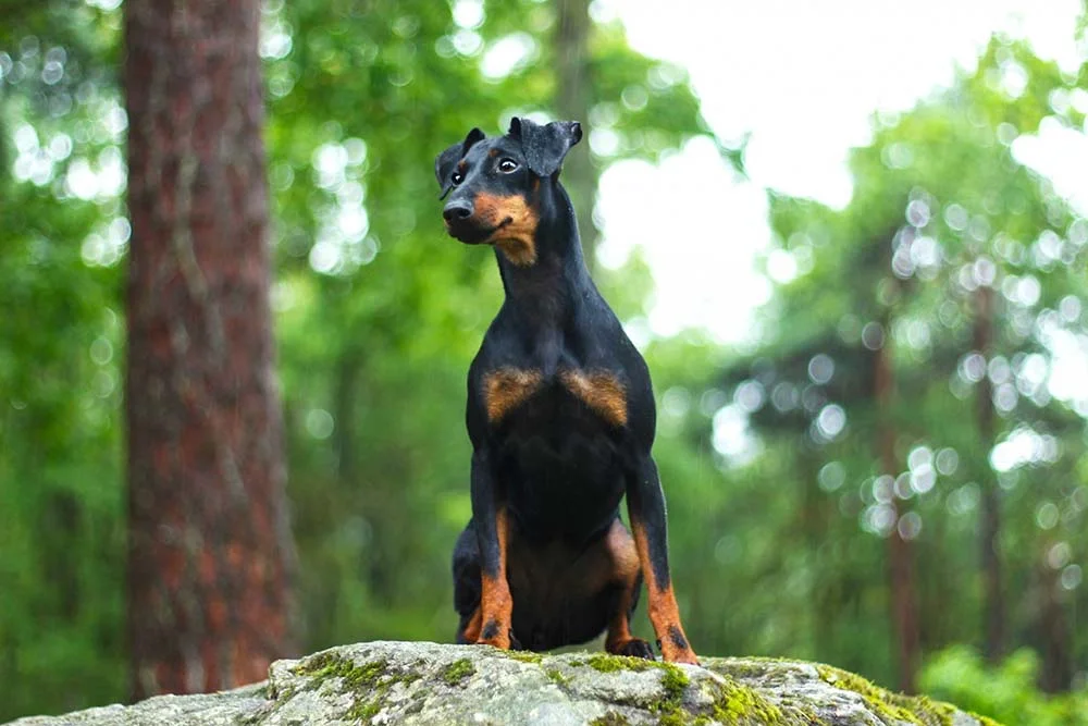 Raças de cachorro preto: o Doberman geralmente possui manchas vermelhas no corpo
