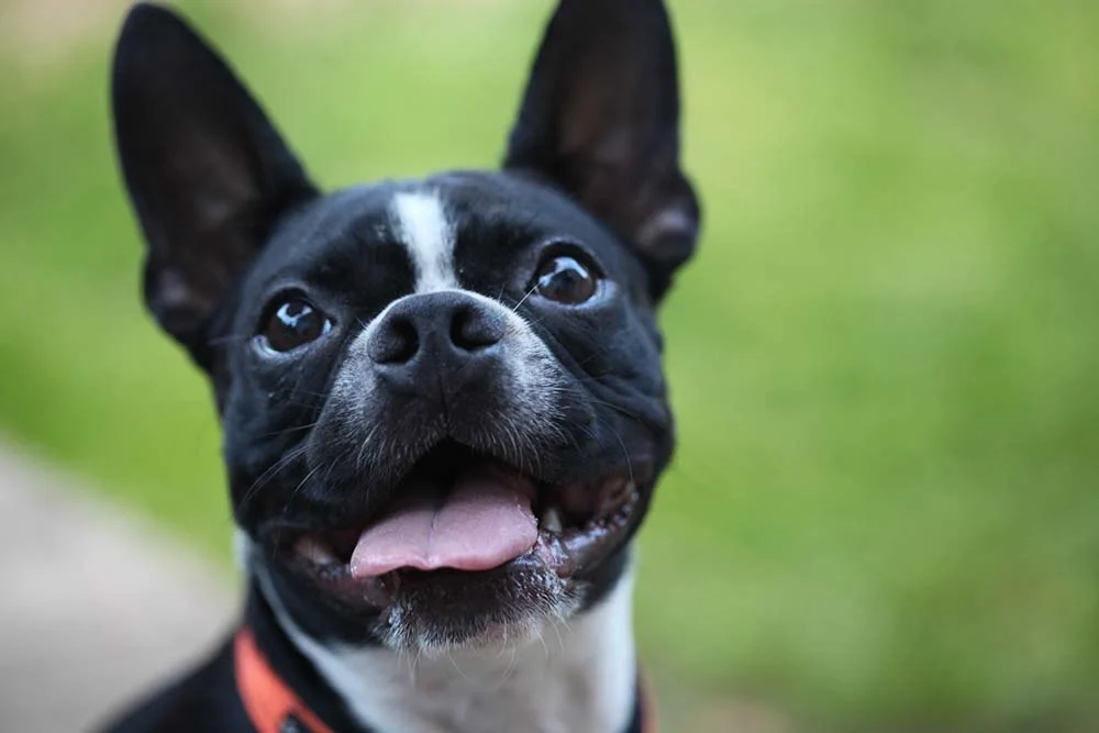 Raças de cachorros pretos: o Boston Terrier costuma ter manchas brancas pelo corpo