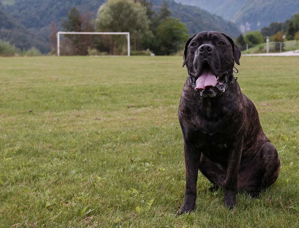 Cane Corso: a raça de cachorro preto ama aventuras