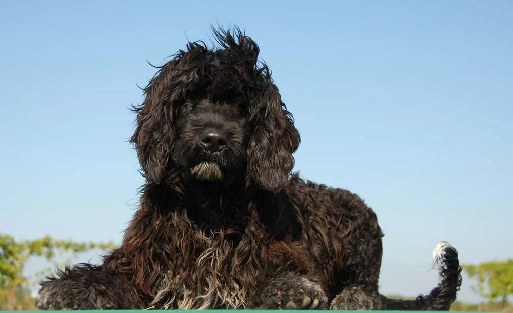 O Cão de Água Português é o cachorro preto peludinho que todo mundo queria ter