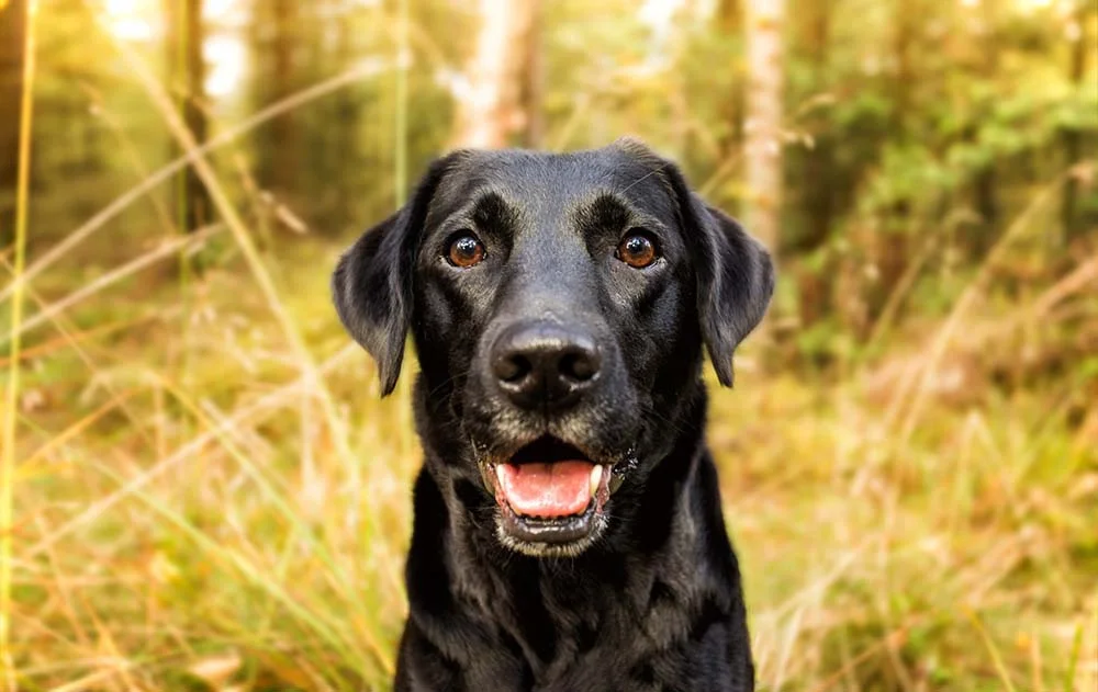 Cachorro preto: Labrador é uma das raças mais queridinhas do mundo