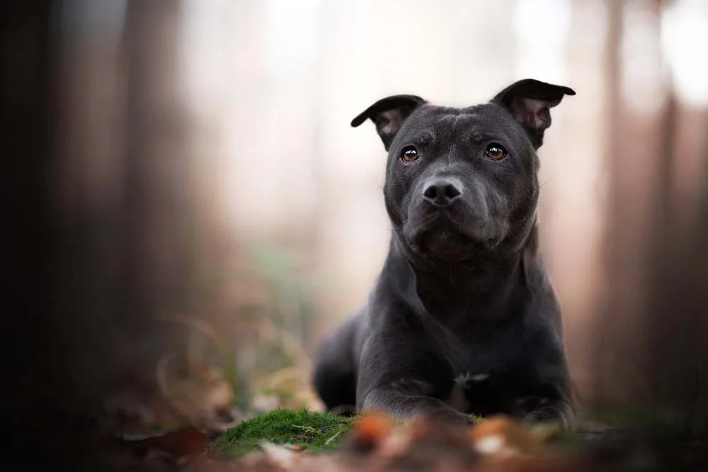 Pitbull é um dos cachorros pretos mais clássicos e charmosos