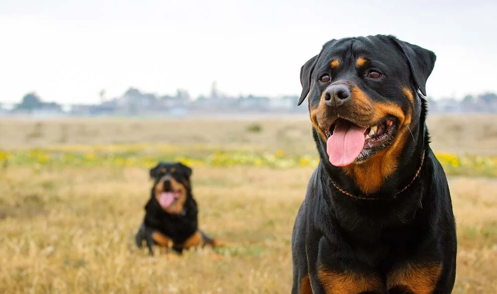 Raça de cachorro preto: o Rottweiler é muito querido
