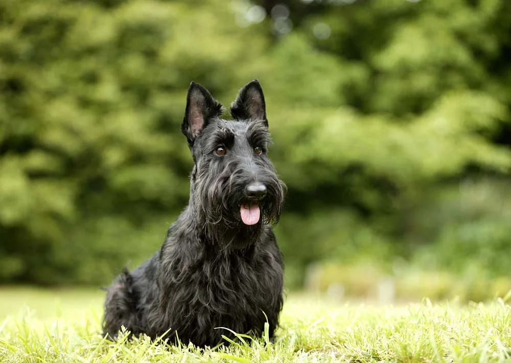 O Terrier Escocês tem longos pelos pretos que lhe conferem uma aparência incrível