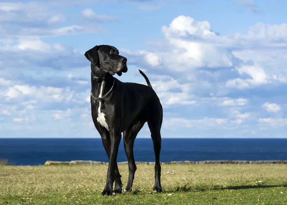 O grande Dogue Alemão é uma das raças de cachorro preto mais elegantes que existem