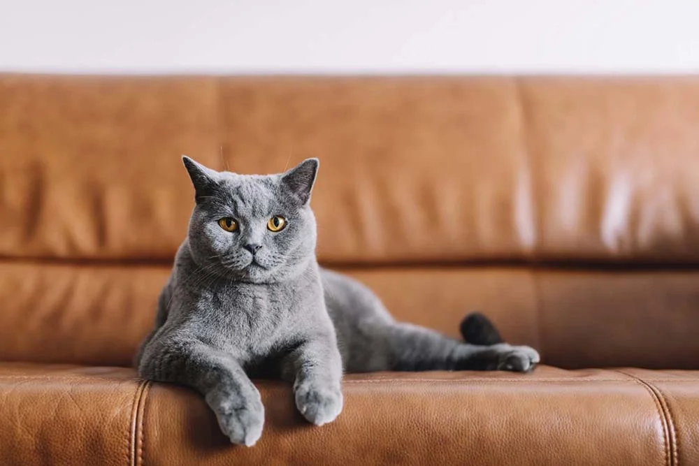 O gato Chartreux não é tão dependente dos seus humanos e se dá bem com a solidão