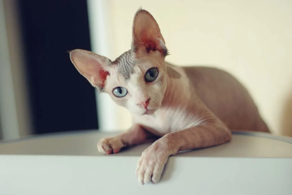 O gato Sphynx canadense costuma ter pelos curtos e finos nas orelhas, no rabo e na barriga